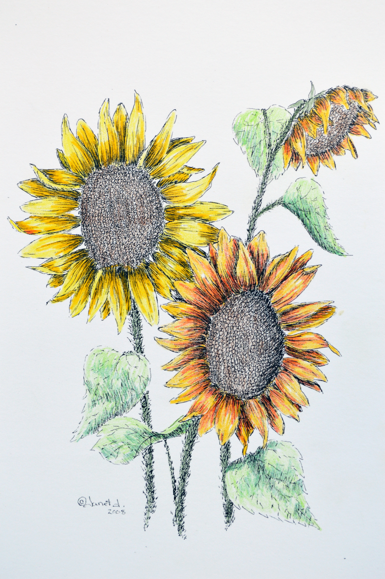 1333x2005 Pen Amp Ink + Watercolor = Sunflowers Janet Jacques