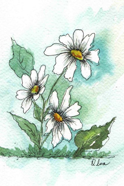 427x640 Pen Amp Ink Watercolor Daisies Art In 2018