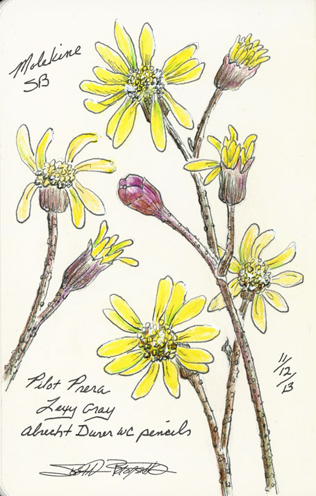 455x713 Sbwatercolors And Sketching Simple Pen And Ink With Watercolor