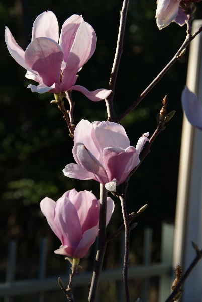 402x600 Drawing Pink Magnolia Flowers Pen And Ink Plus Watercolor Wash