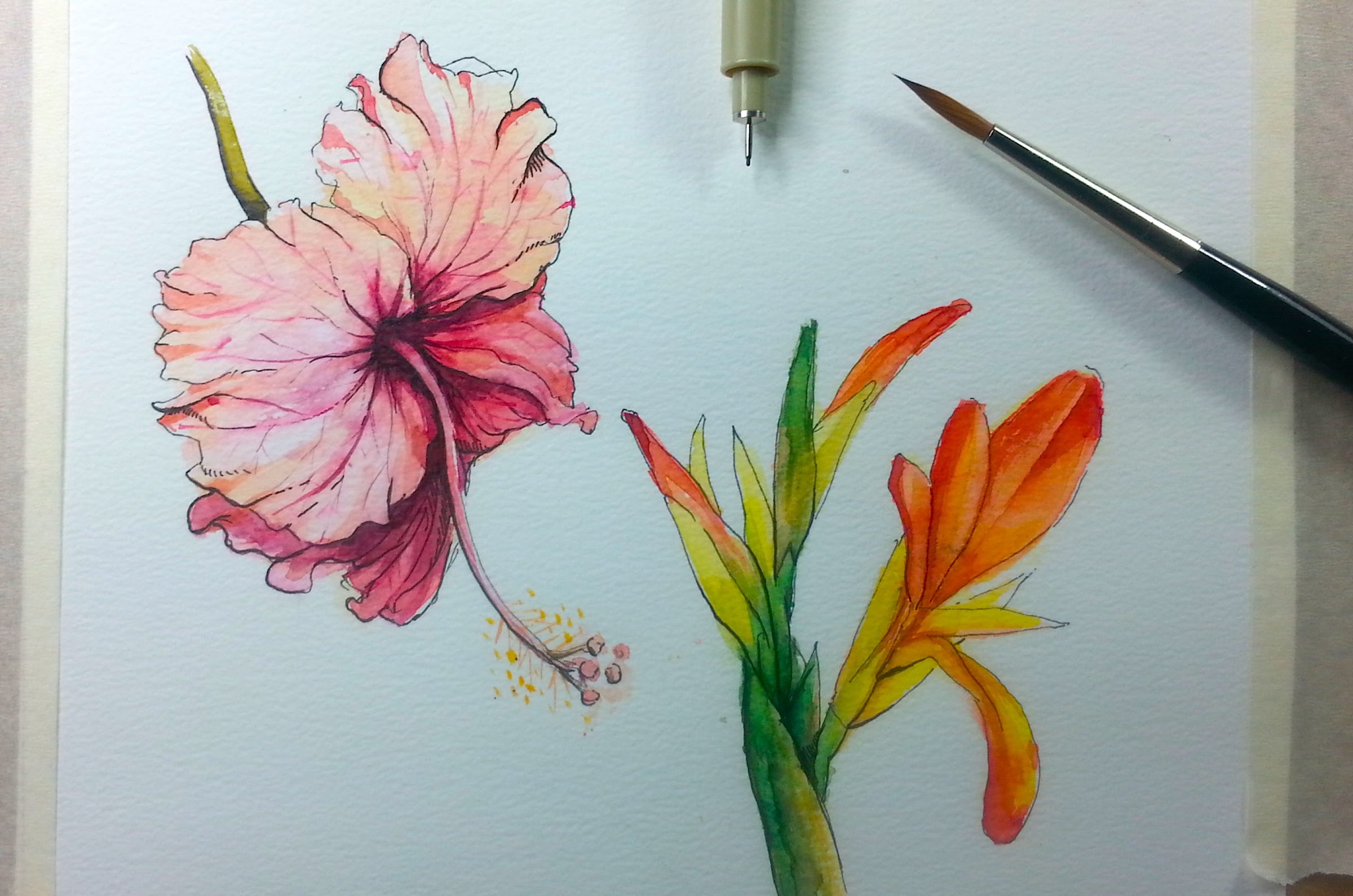 2400x1591 Drawing Amp Painting Hibiscus Flower With Ink Amp Watercolor