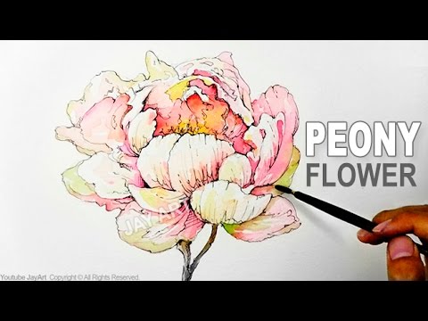480x360 How To Draw Amp Paint A Peony Flower With Ink And Watercolor