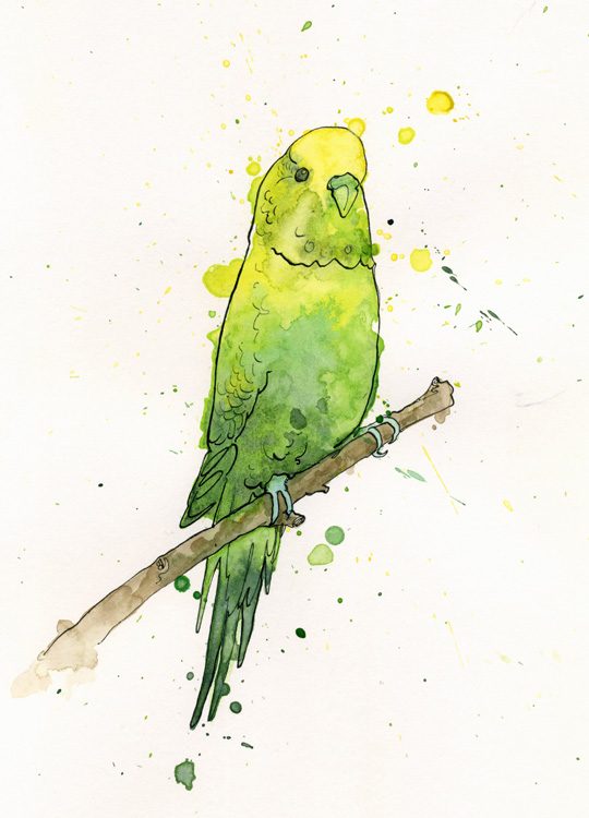 540x750 Pen And Ink And Watercolour Illustration Of A Budgie