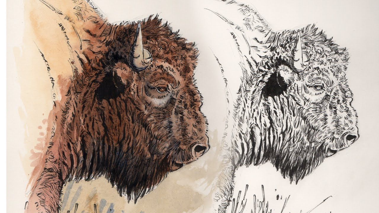 1280x720 Pen And Ink Drawings With Watercolor