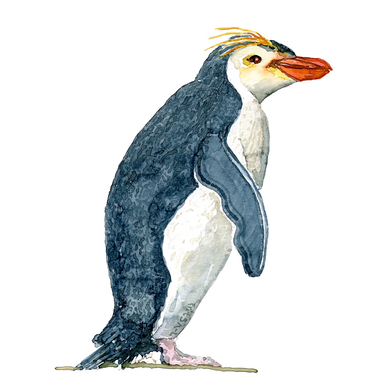 1250x1250 Penguin Watercolors Frits Ahlefeldt
