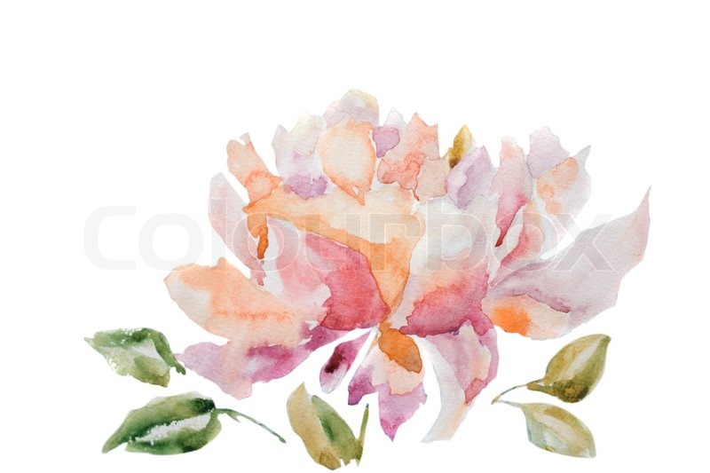 800x533 Watercolor Illustration Of Peony Flower Stock Photo Colourbox