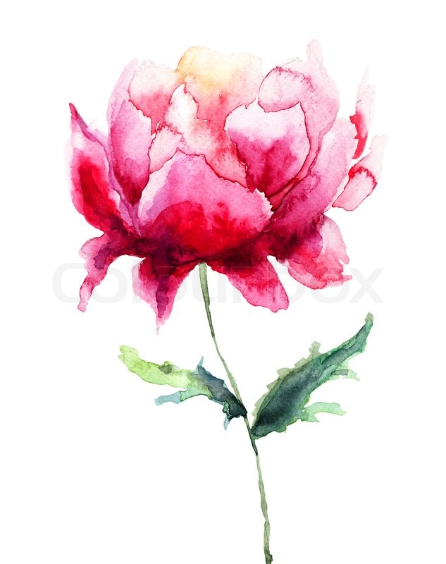 633x800 Beautiful Peony Flower, Watercolor Painting Stock Photo Colourbox