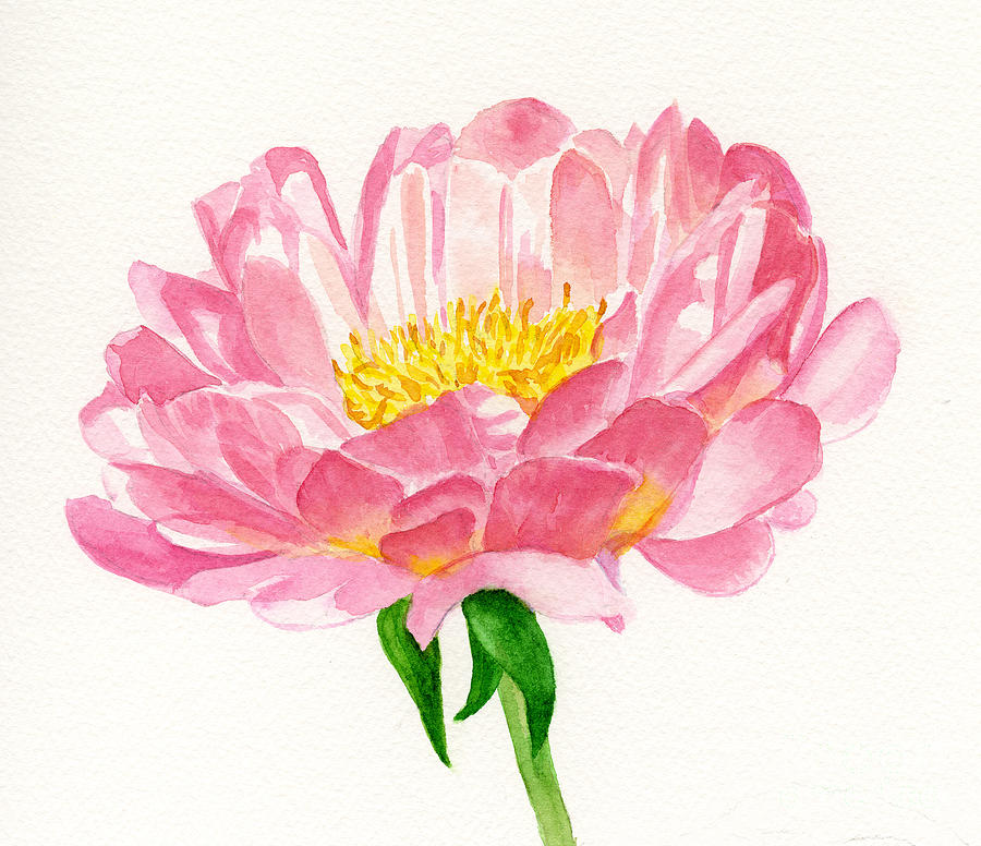 900x776 Peach Colored Peony Blossom Painting By Sharon Freeman