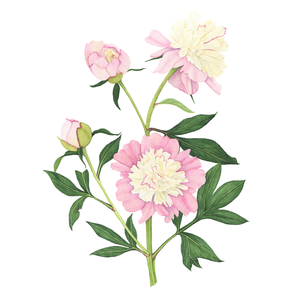 1000x1000 Pink And Yellow Peony Watercolor Painting My Giant Strawberry
