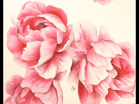 480x360 Watercolor Peonies