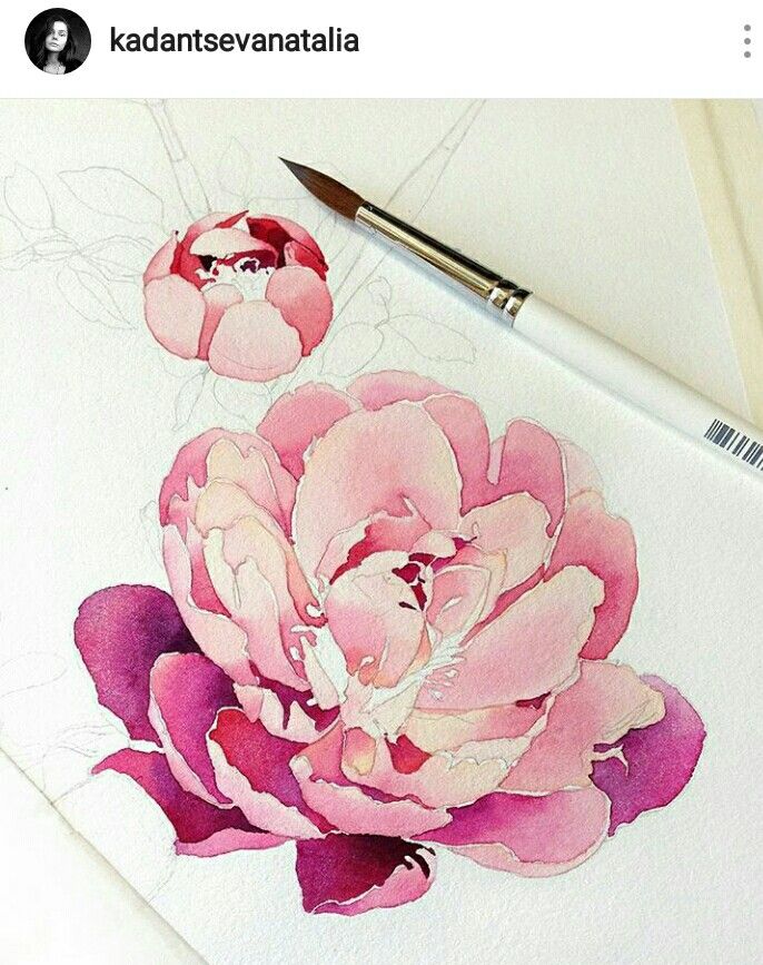 686x867 Watercolor Peony Watercolorpencil References In 2018