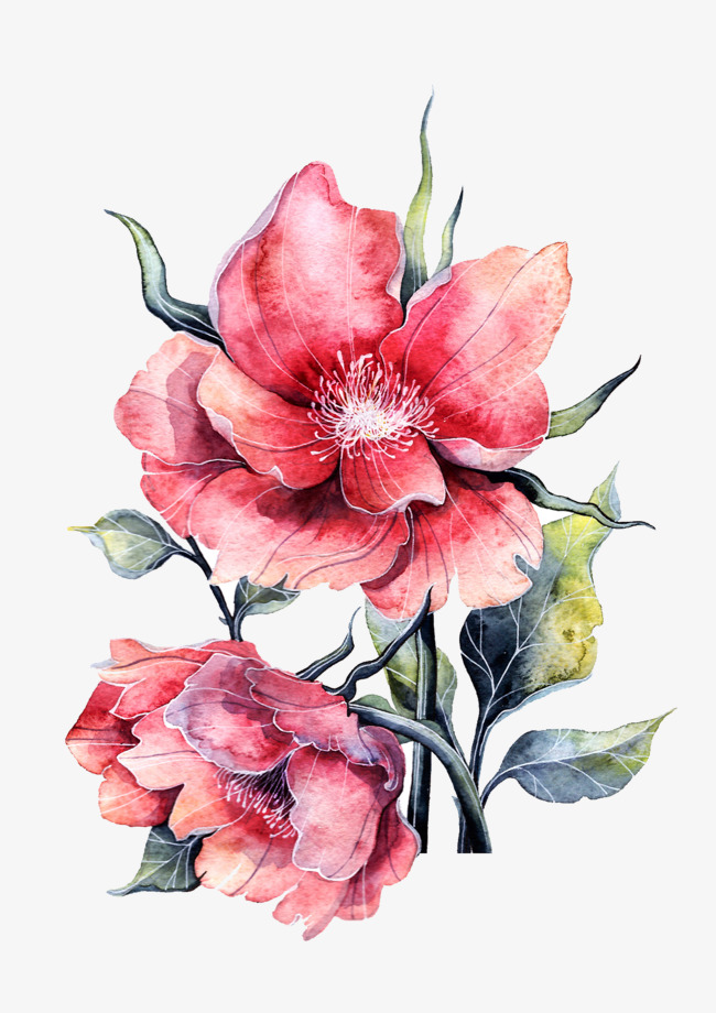 650x920 Watercolor Peony Png, Vectors, Psd, And Clipart For Free Download