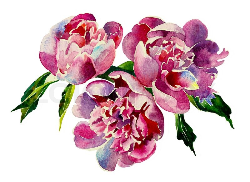 800x582 Watercolor Painting Of Pink Peonies Stock Photo Colourbox