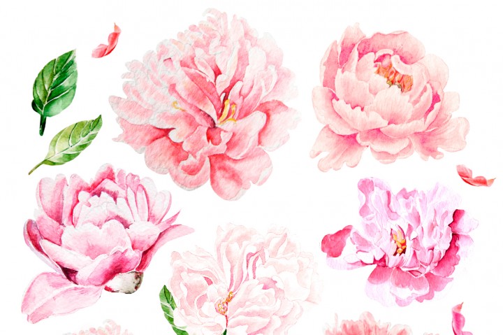 720x479 Hand Drawn Watercolor Peony By Knopazyzy Shop