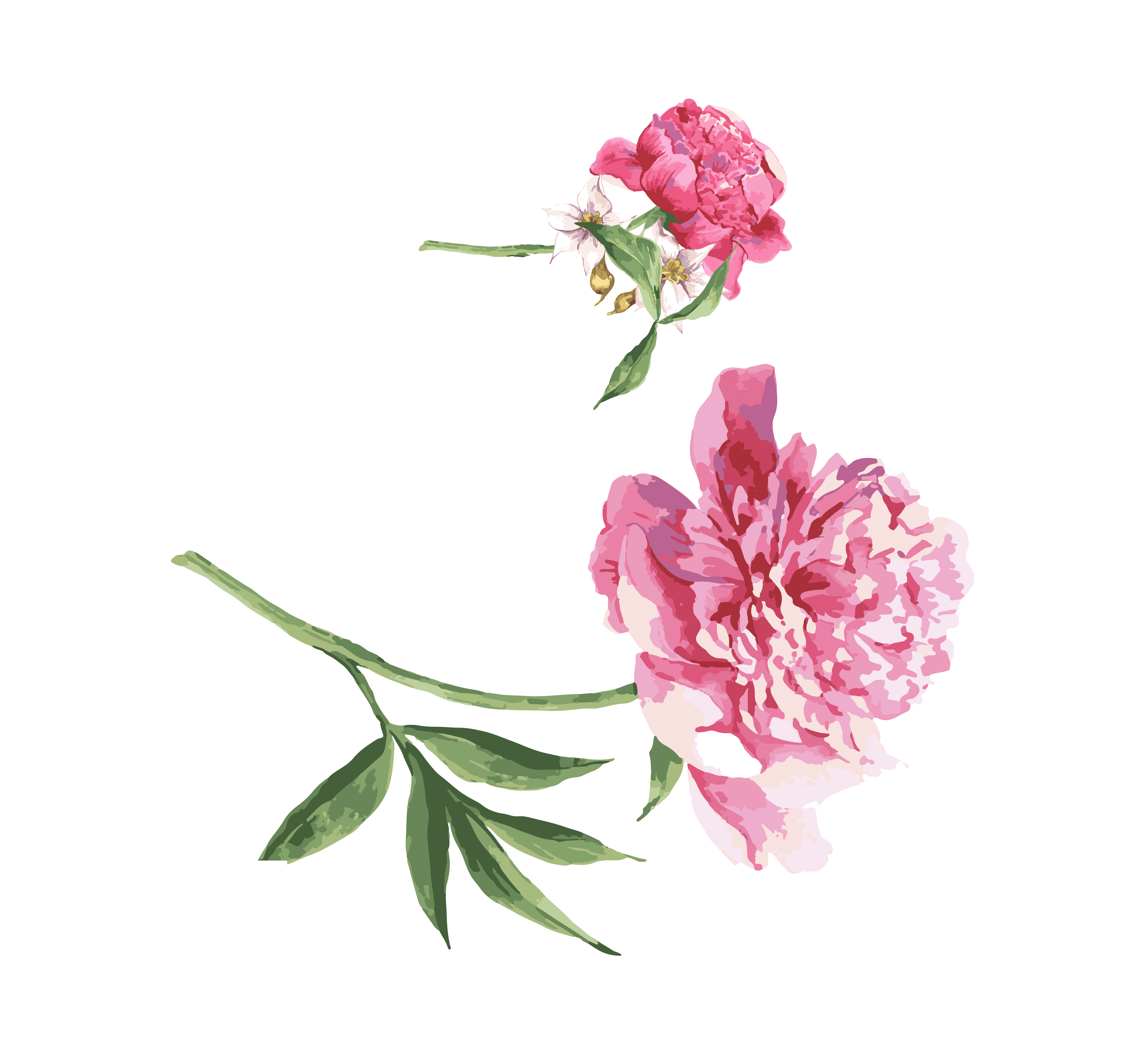 3969x3734 Moutan Peony Watercolor Painting Download