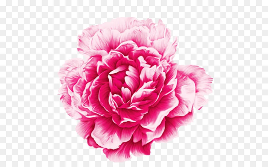900x560 Moutan Peony Watercolor Painting