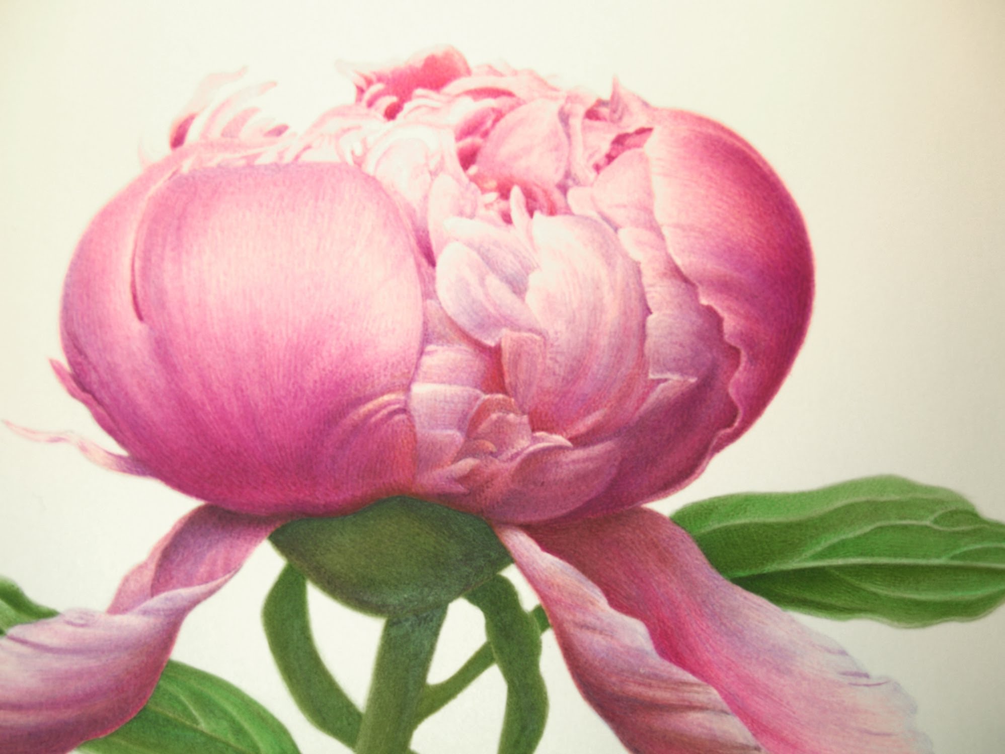 1997x1498 Painting Tutorial Peony Bud Short Clip