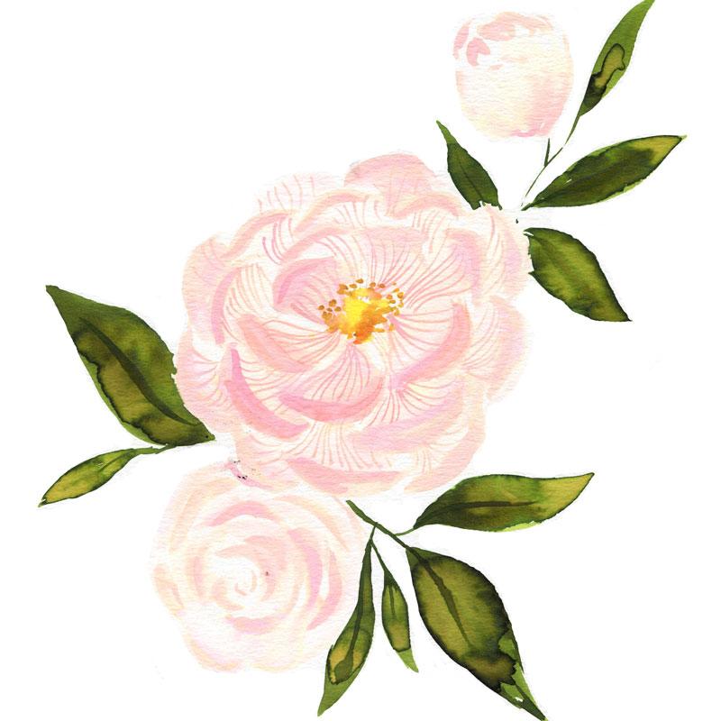 800x800 Pink Peonies Watercolor Paint Kit