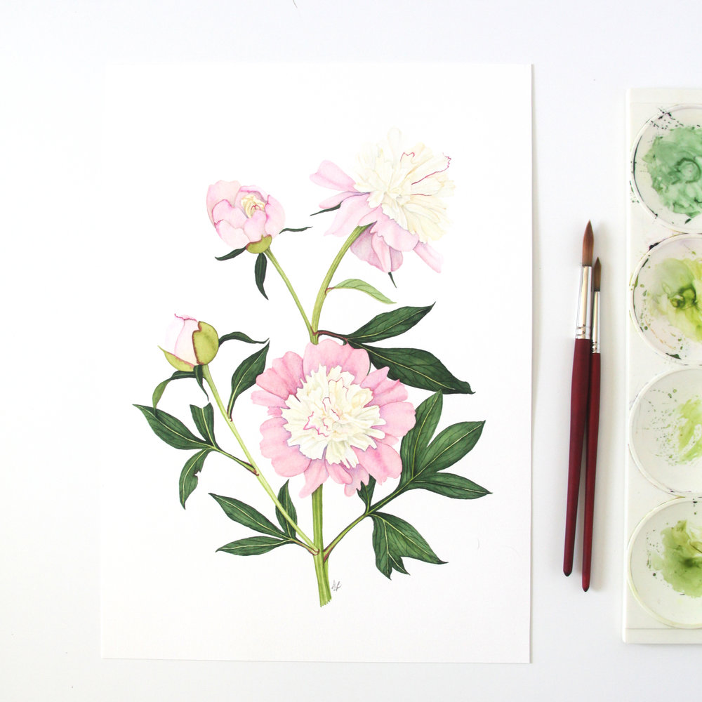 1000x1000 Pink And Yellow Peony Watercolor Painting My Giant Strawberry