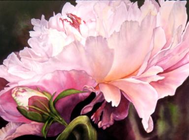 384x286 Peony Watercolor Painting By Jane Freeman