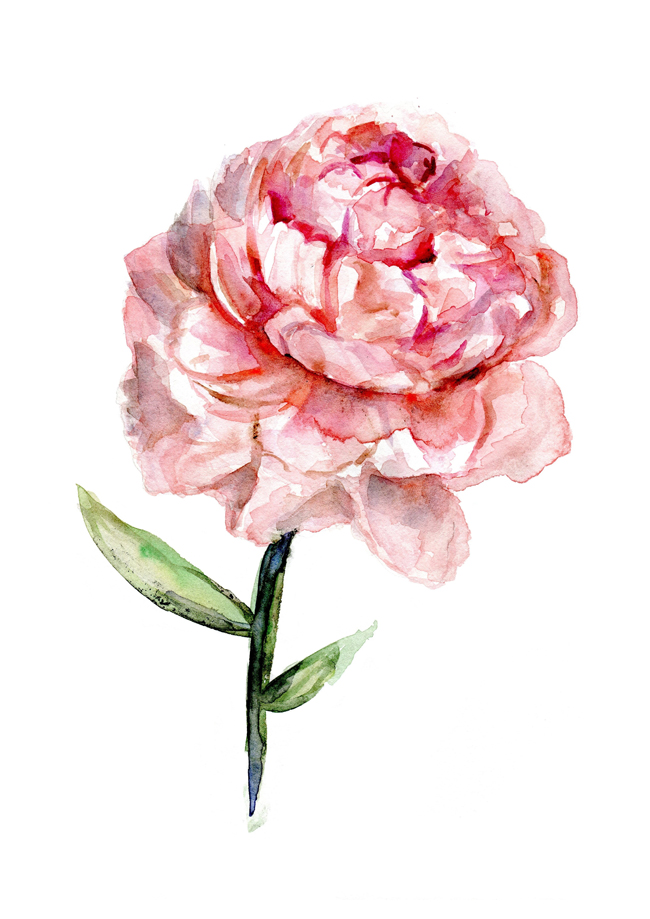 650x919 Custom Order Of A Peony Rose Watercolor Painting