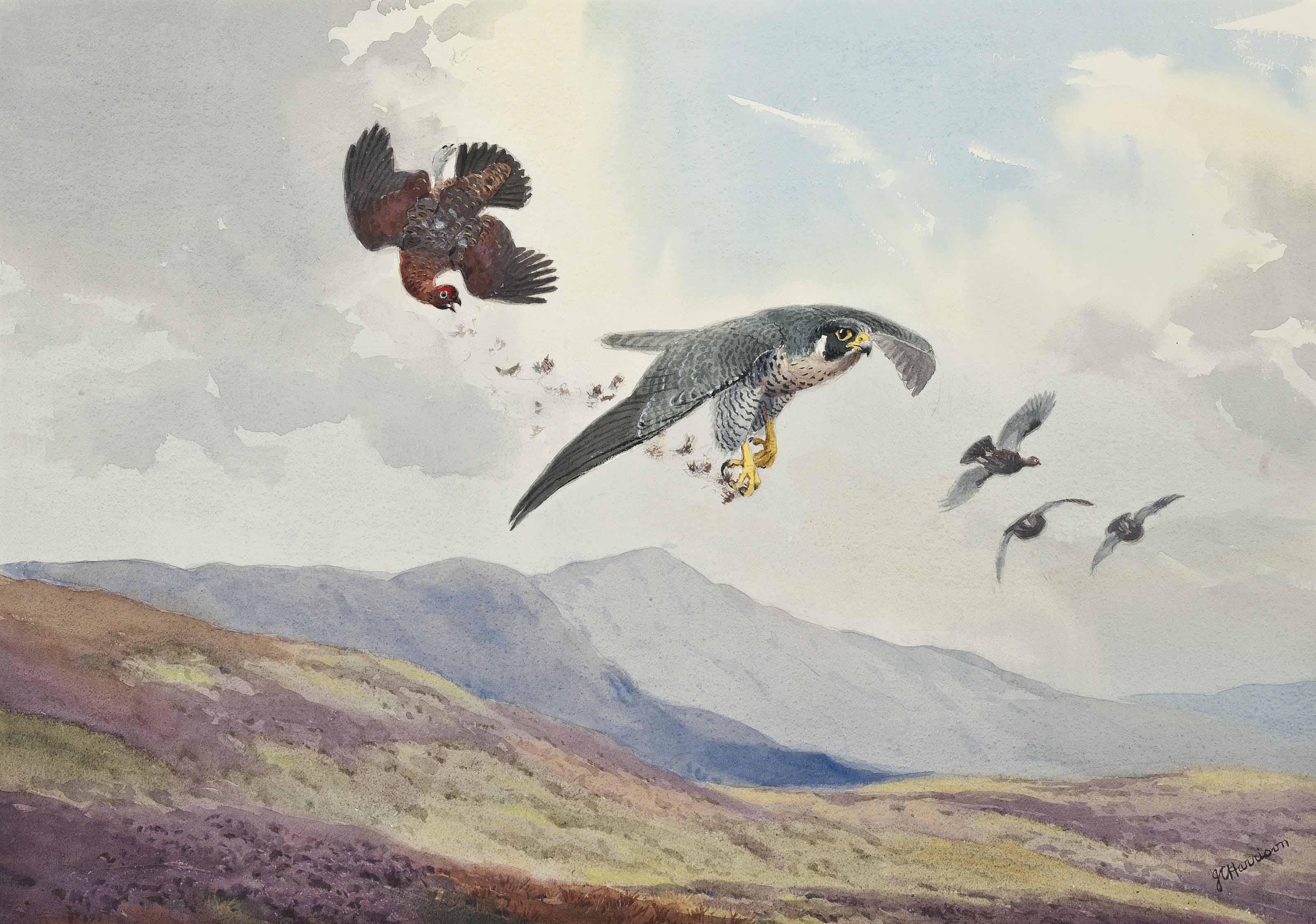3200x2248 John Cyril Harrison (1898 1985) A Peregrine Falcon Striking A