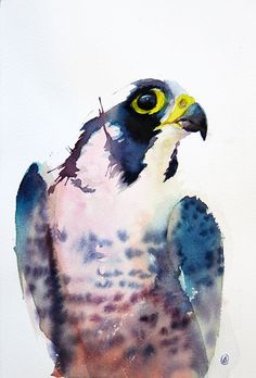 236x348 New Peregrine Piece.. 14 X 11, Detail, Watercolor On Board With