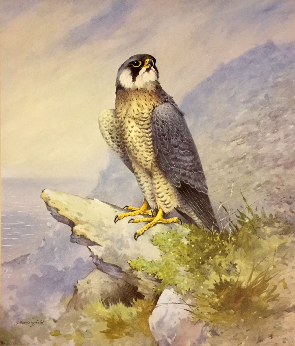 1022x1200 Peregrine Falcon