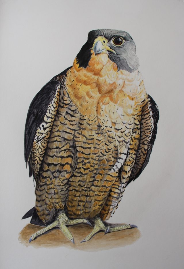 640x934 Peregrine Falcon