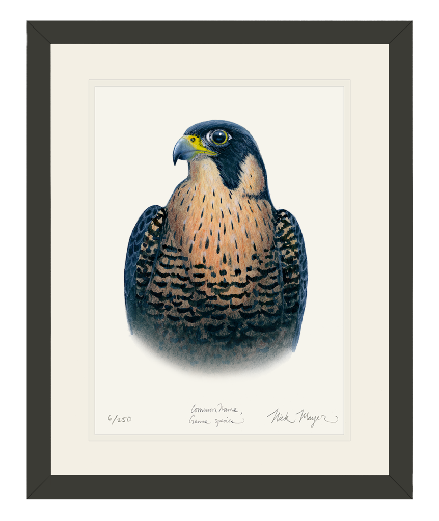 862x1023 Peregrine Falcon Original Watercolor Painting Nick Mayer Art
