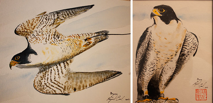 739x359 Peregrine Falcon Watercolor Paintings Fine Art Ray Cassel