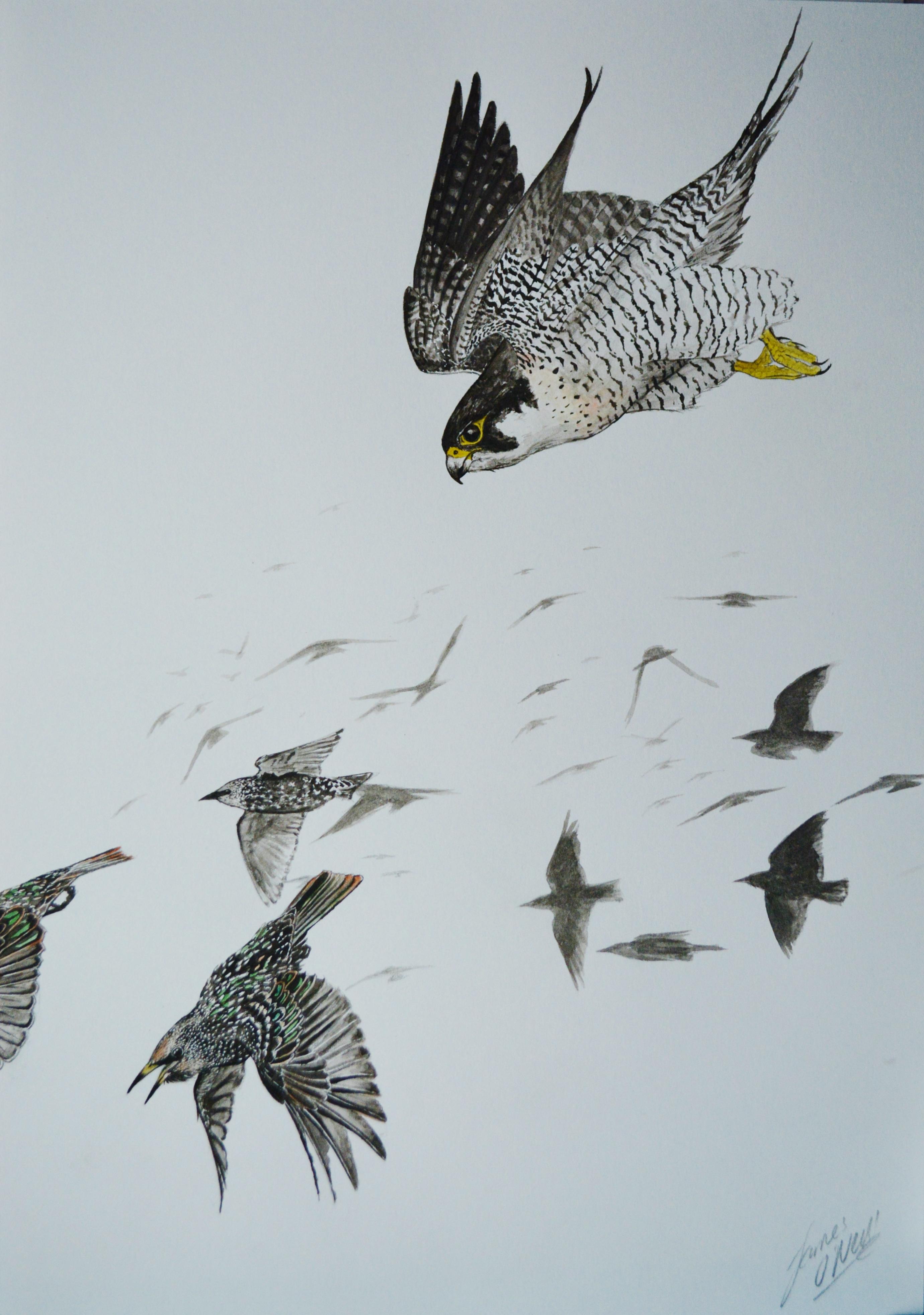 2761x3928 Peregrine Falcon Hunting Starlings, Watercolour, A4 Art