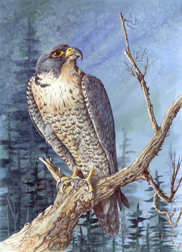 362x500 Peregrine Falcon In Watercolor