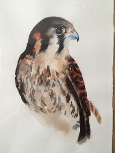 236x314 Peregrine Falcon Watercolor By Laura Kirste Campbell My