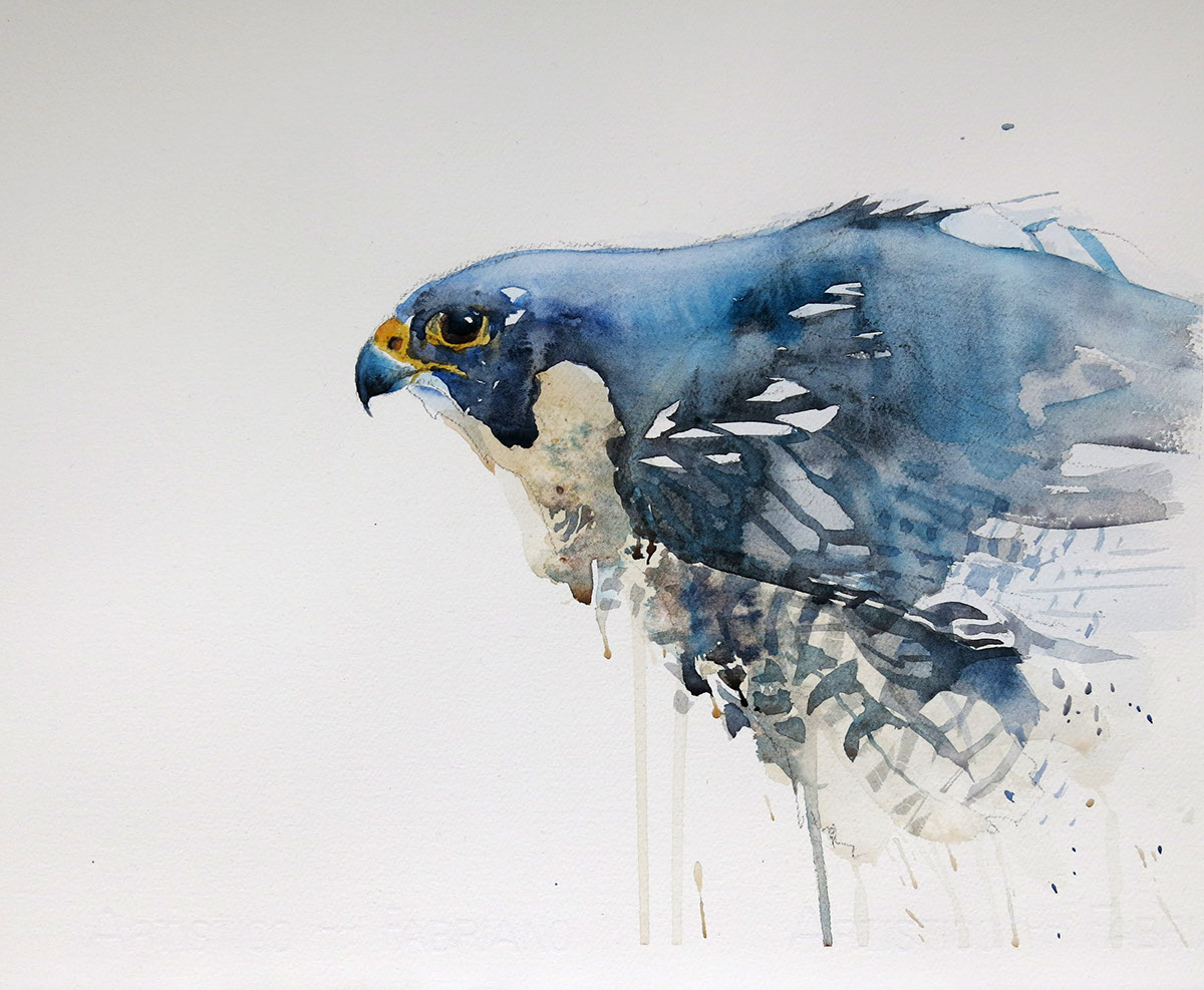1200x987 The Peregrine Falcon On Behance