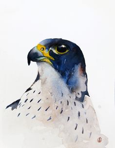236x303 Span Class=titlegtperegrine Falcon Iltspangt Karl Martens