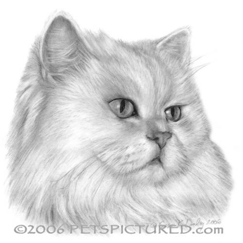 500x500 White Persian Cat