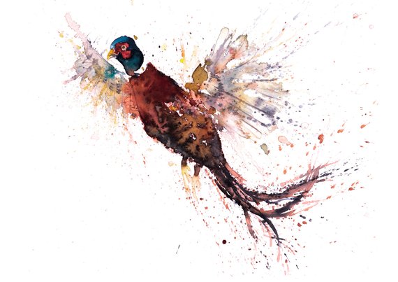 570x403 Pheasant Paintings