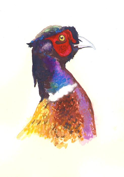 491x700 Pheasant Watercolor Canvas Print Canvas Art By Alison Fennell