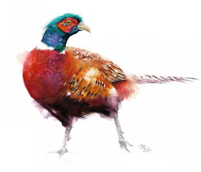 700x600 Ring Necked Pheasant Watercolor Archival Print Mira Guerquin