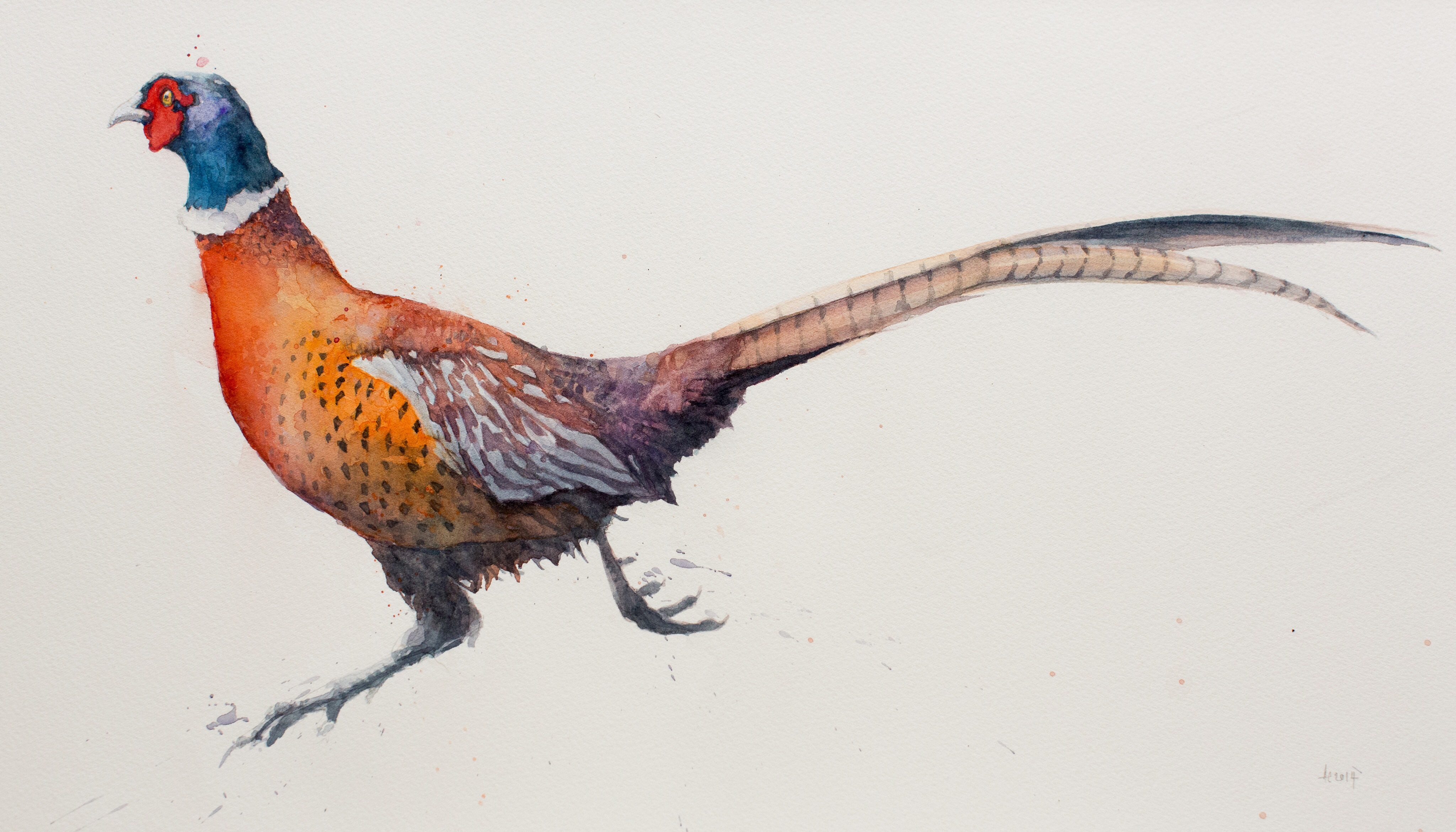 4096x2340 Running Pheasant 1 Watercolour 2014. Available As Limited Edition
