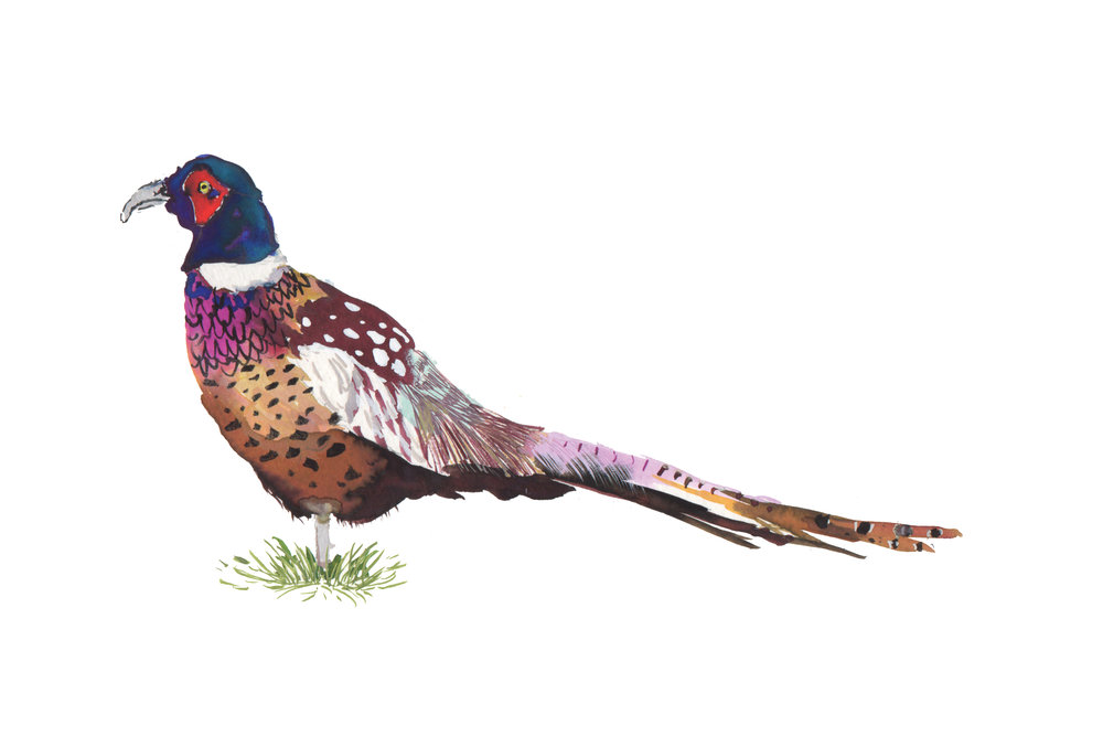 1000x667 Watercolor Pheasant Illustration Print Julie King Studio