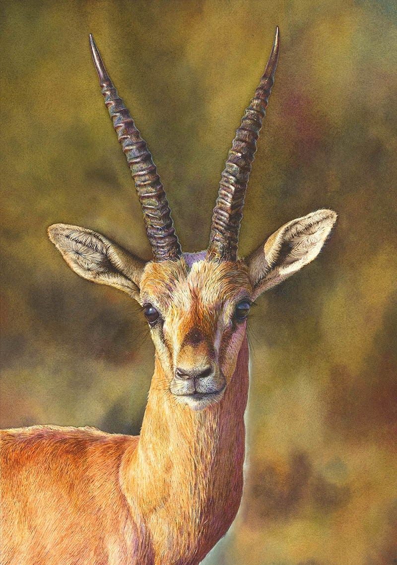 800x1138 Guest Artist Photorealism In Watercolors By Meeta Dani Animal