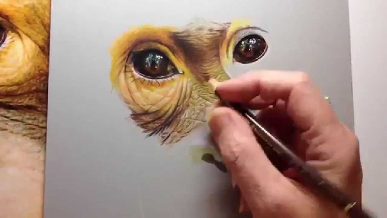 1280x720 Photorealistic Speed Drawing Of An Orangutan