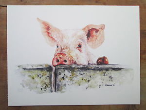 300x225 Pig, Watercolour, Print Of Original Painting 16 X 12 On