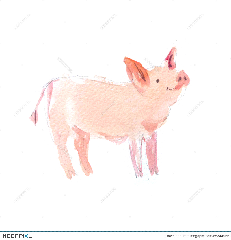 800x830 Watercolor Hand Drawn Illustration Of Cute Pigs. Illustration