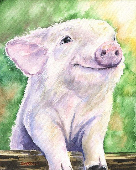 570x713 Baby Pig Watercolor Print