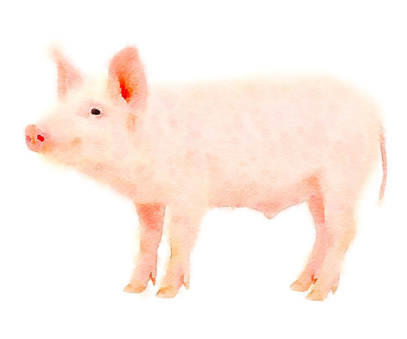 570x475 Clipart Pig Watercolor