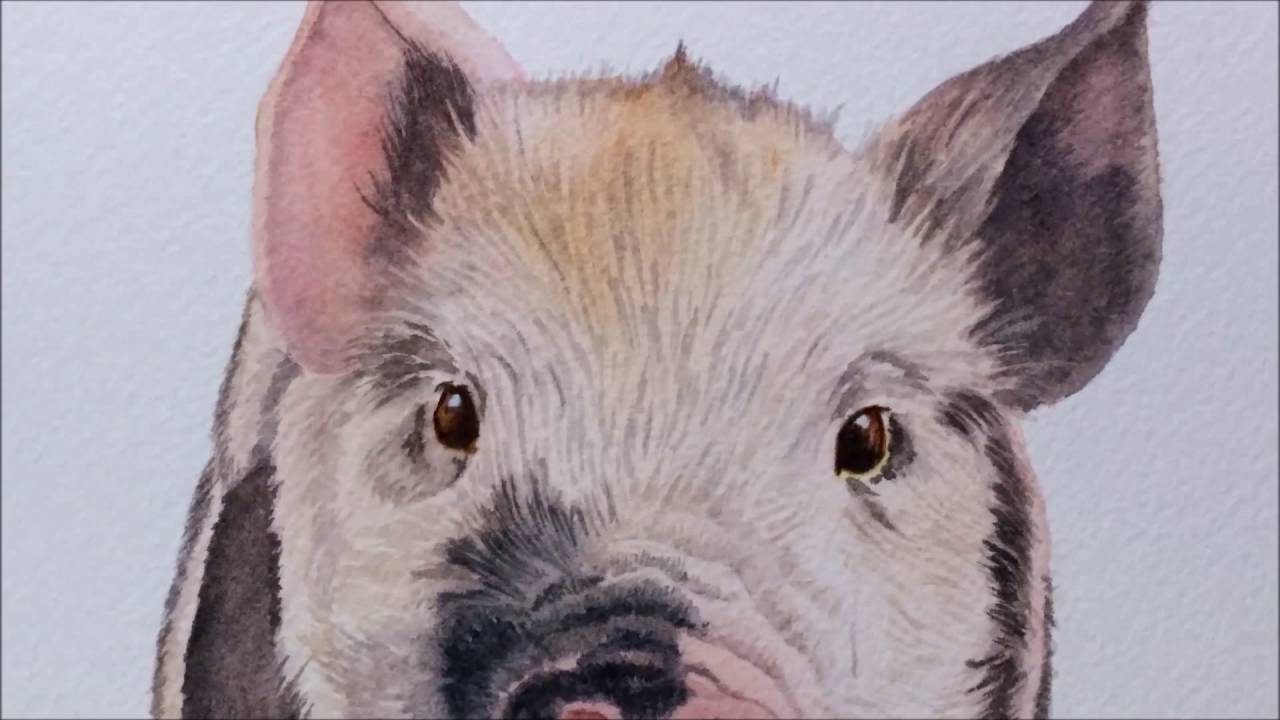 1280x720 How To Paint A Realistic Little Pig In Watercolor