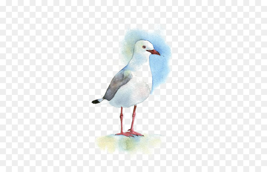 900x580 Gulls Bird Watercolor Painting Drawing